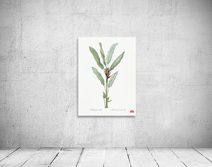 Parrot heliconia illustration  Wall Preview