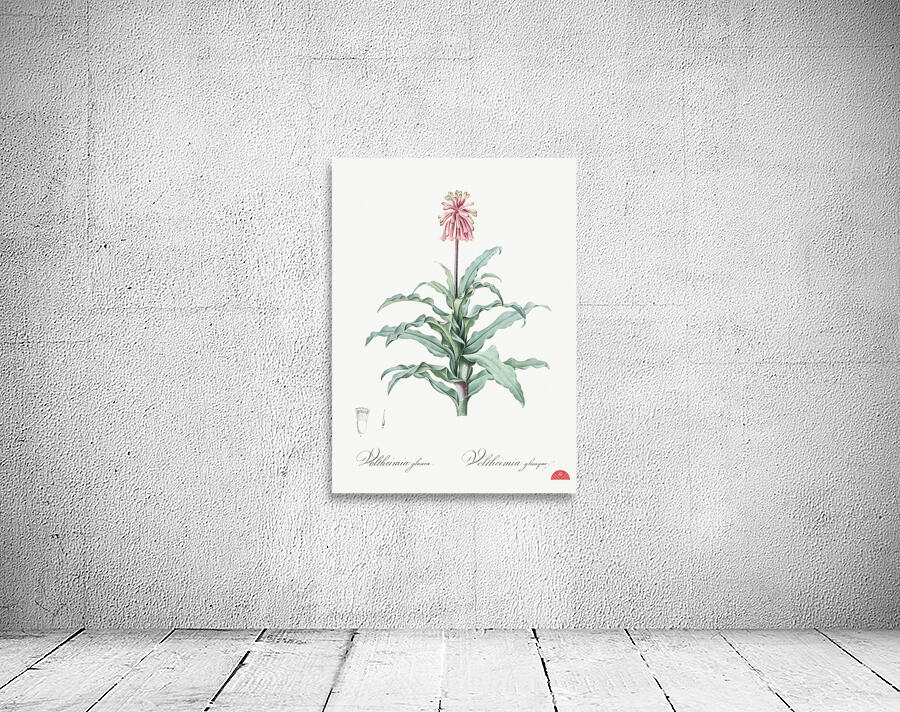 Sand lily illustration  Wall Preview