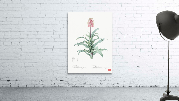 Broadleaf wild leek illustration  Wall Preview