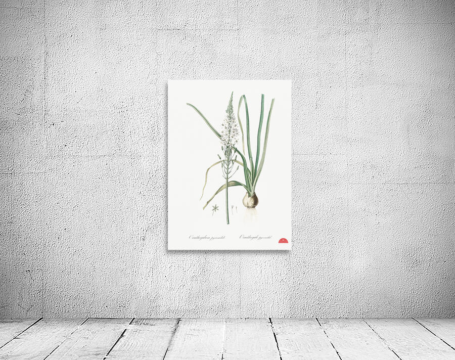 Star-of-Bethlehem illustration  Wall Preview