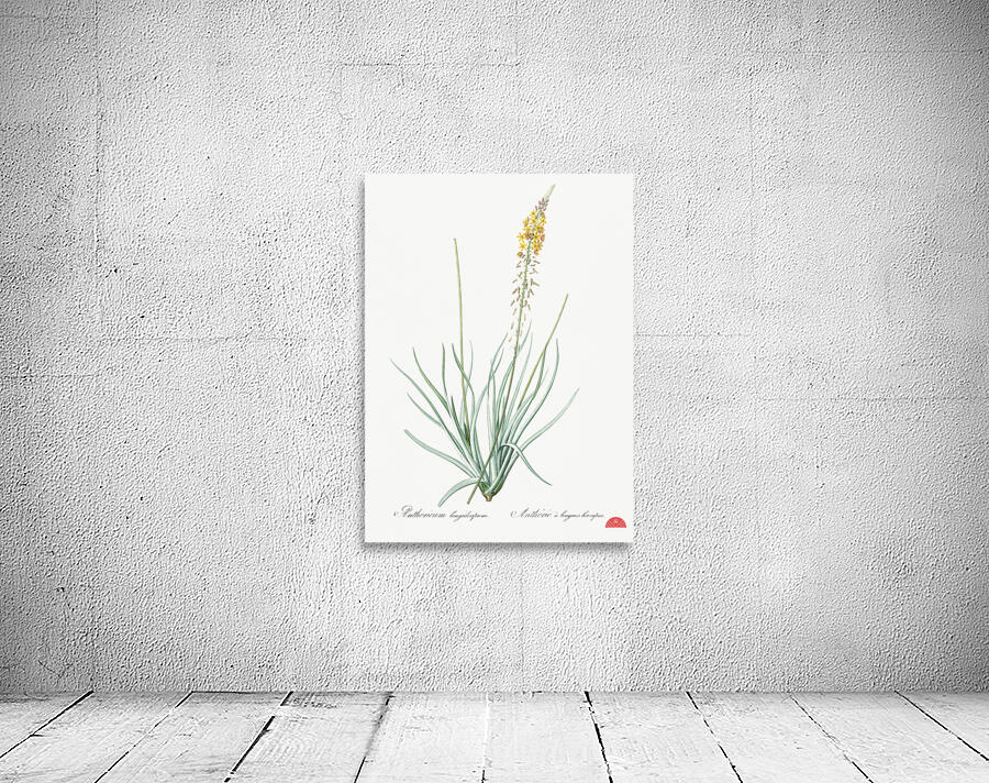 Bulbine illustration  Wall Preview