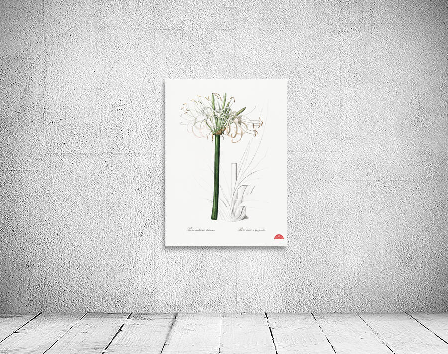 Caribbean spider-lily illustration  Wall Preview