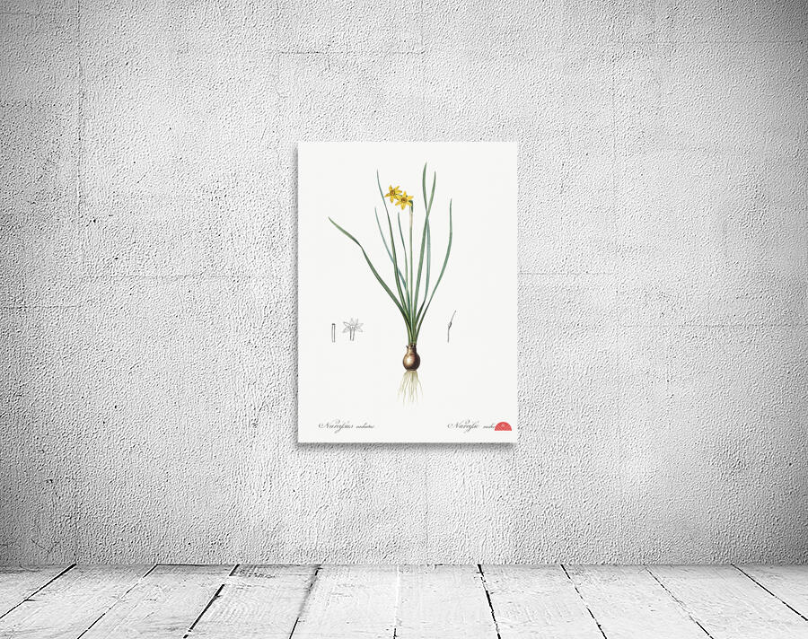 Rush-leaf jonquil illustration  Wall Preview