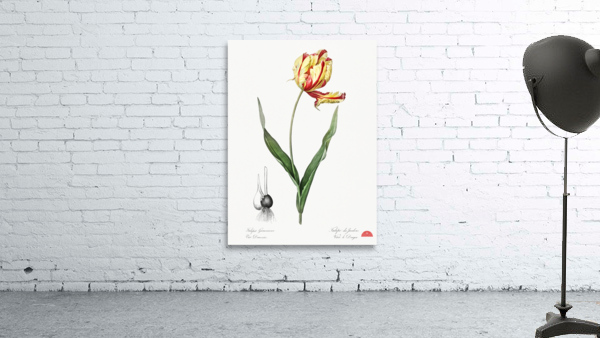 Didier tulip illustration  Wall Preview