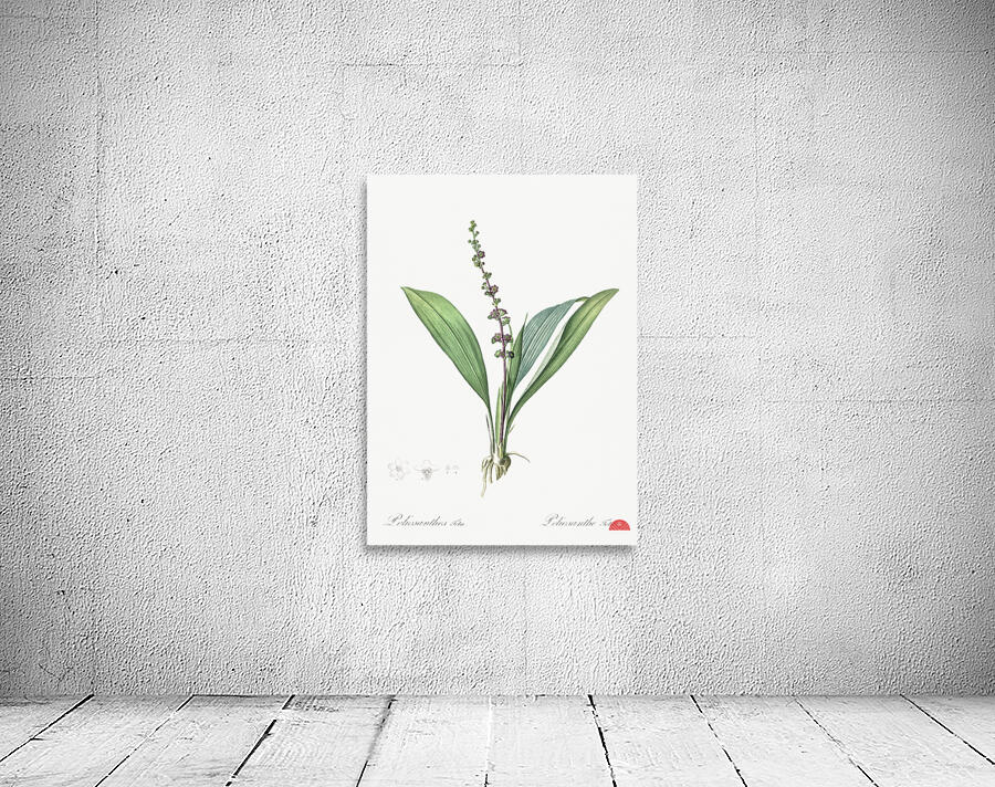 Peliosanthes teta illustration  Wall Preview