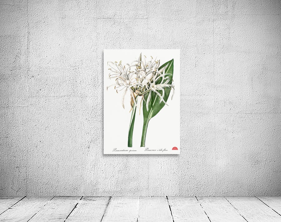 Green-tinge spiderlily illustration  Wall Preview