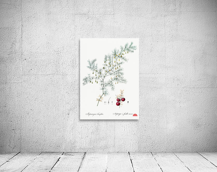 Asparagus fern illustration  Wall Preview