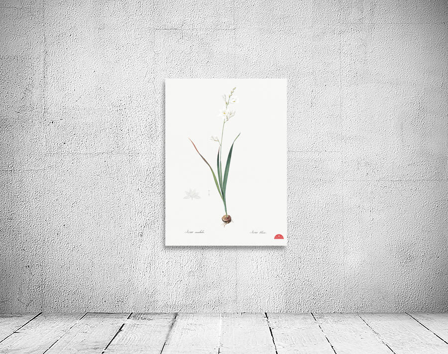 Asparagus fern illustration  Wall Preview