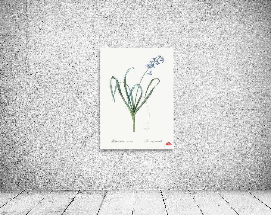 Dutch hyacinth illustration  Wall Preview