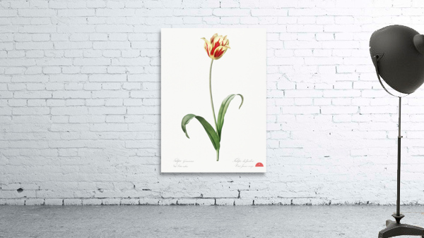 Didier tulip illustration  Wall Preview