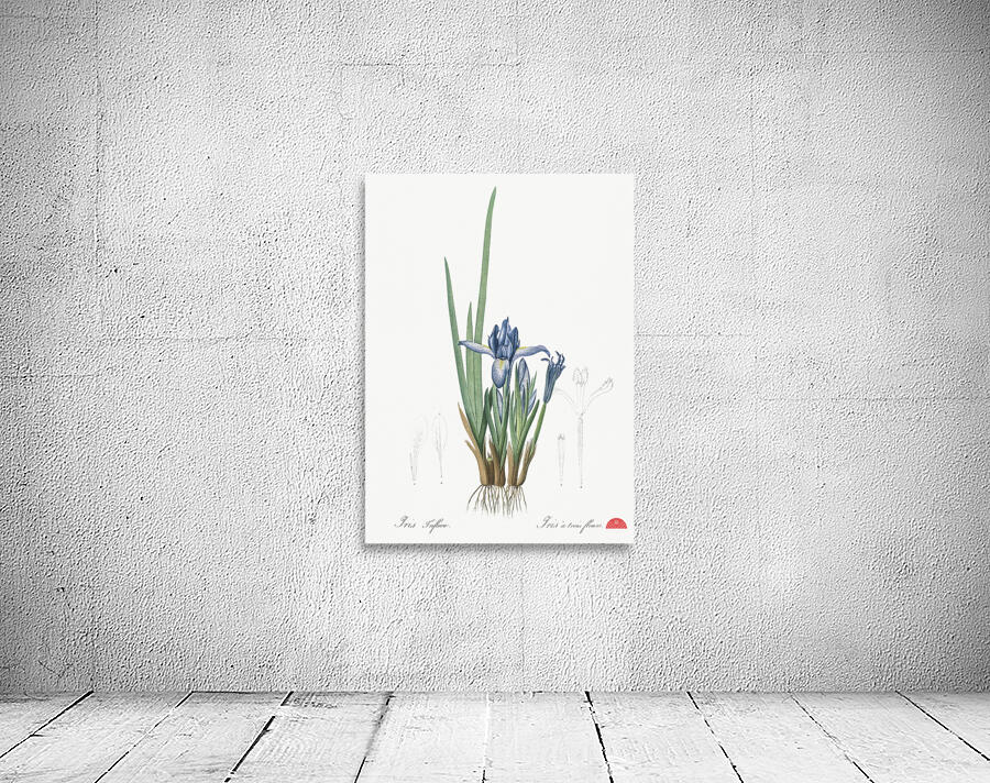 Milky iris illustration  Wall Preview