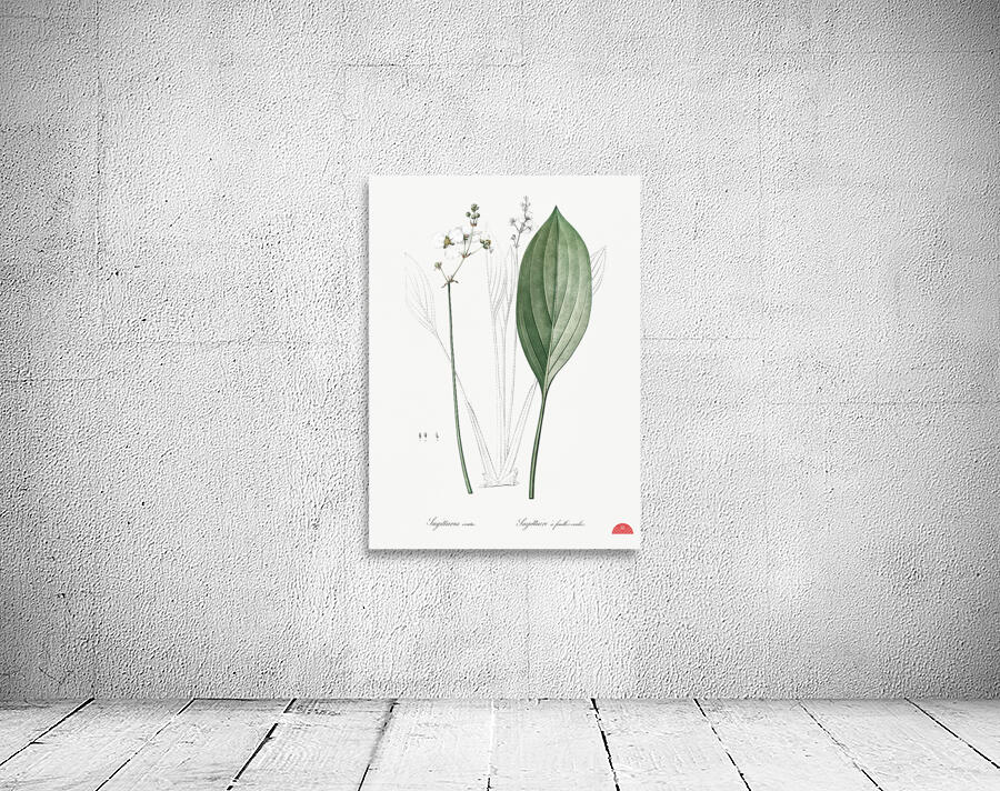 Bulltongue arrowhead illustration  Wall Preview