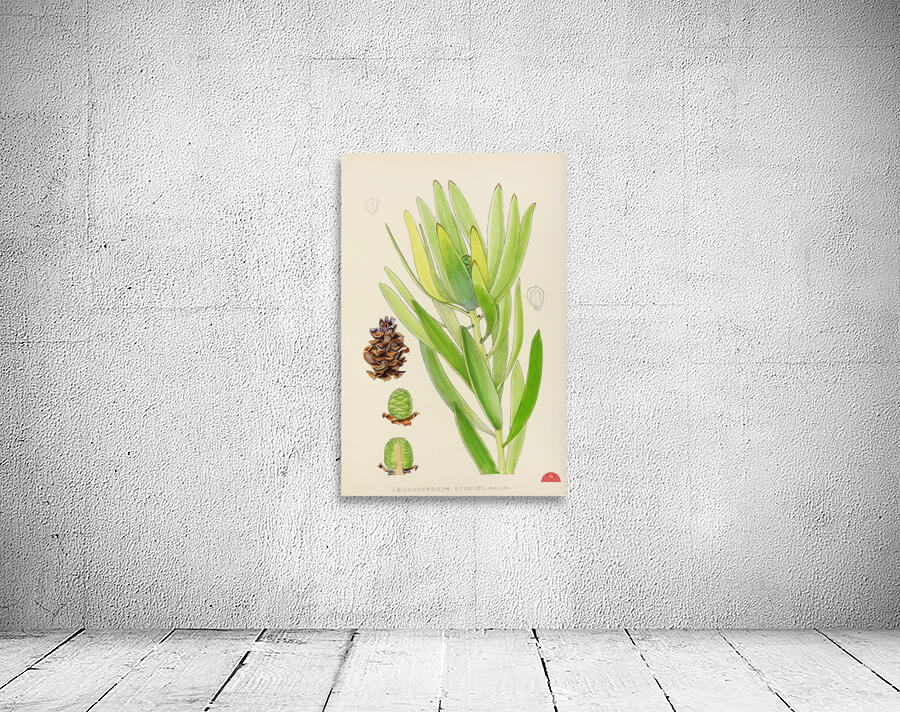 Leucadendron Stokoei Wall Preview