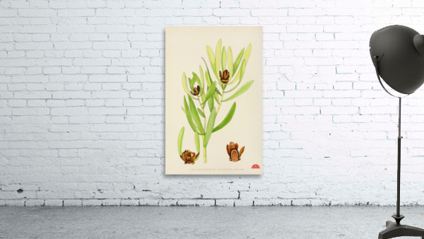 Leucadendron Stokoei Wall Preview
