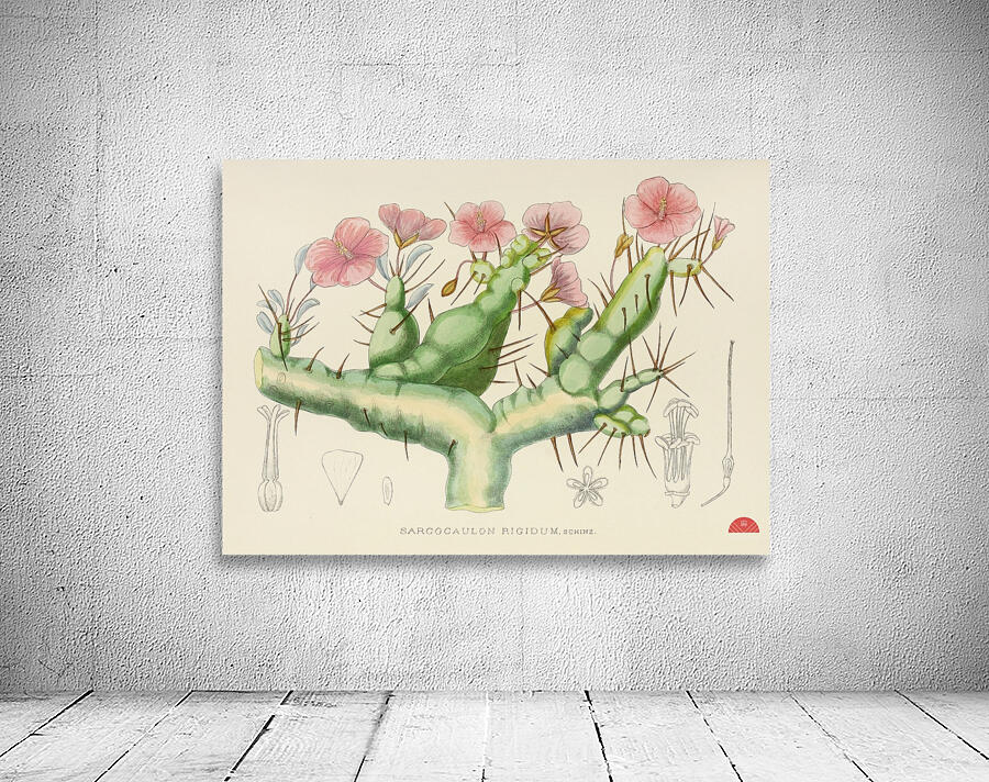 Sarcocaulon Rigidum Wall Preview