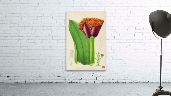 Haemanthus Natalensis Wall Preview