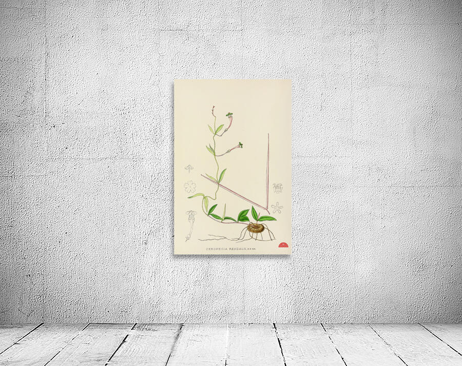 Ceropegia Rendallii Wall Preview