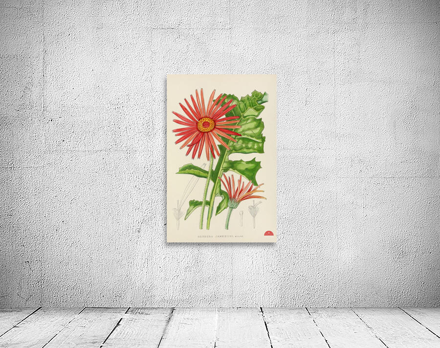 Gerbera Jameson Wall Preview
