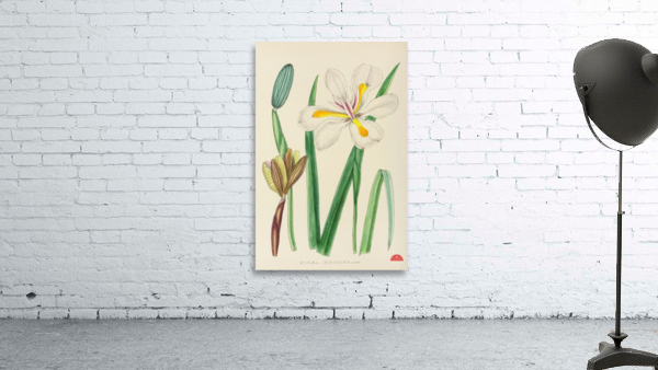 Moraea Iridioides Wall Preview