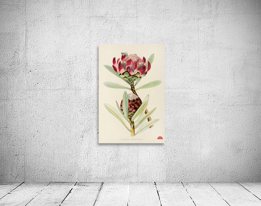 Protea Abyssinica Wall Preview