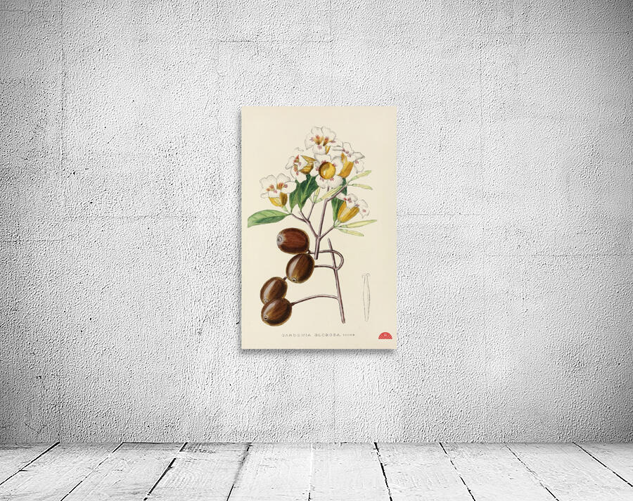 Gardenia Globosa Wall Preview