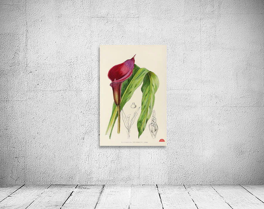 Richardia Rehmanni Wall Preview