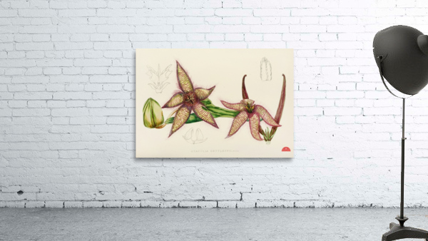 Stapelia Gettleffii Wall Preview