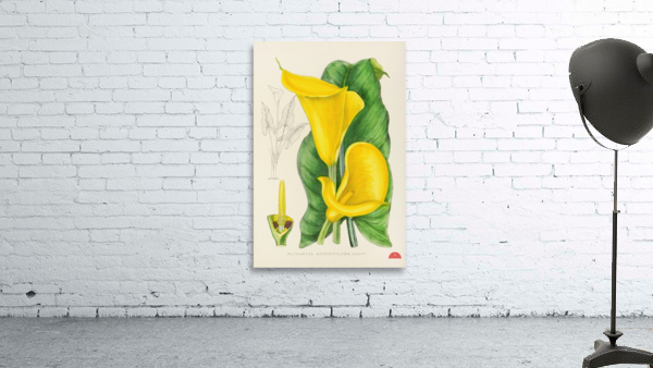 Richardia Angustiloba Wall Preview