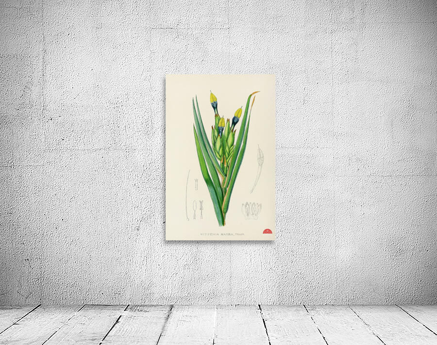 Witsenia Maura Wall Preview