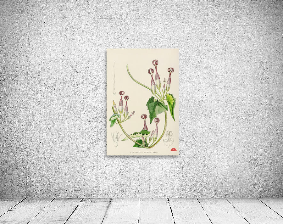 Ceropegia Meyeri Wall Preview