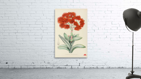 Crassula Falcata Wall Preview