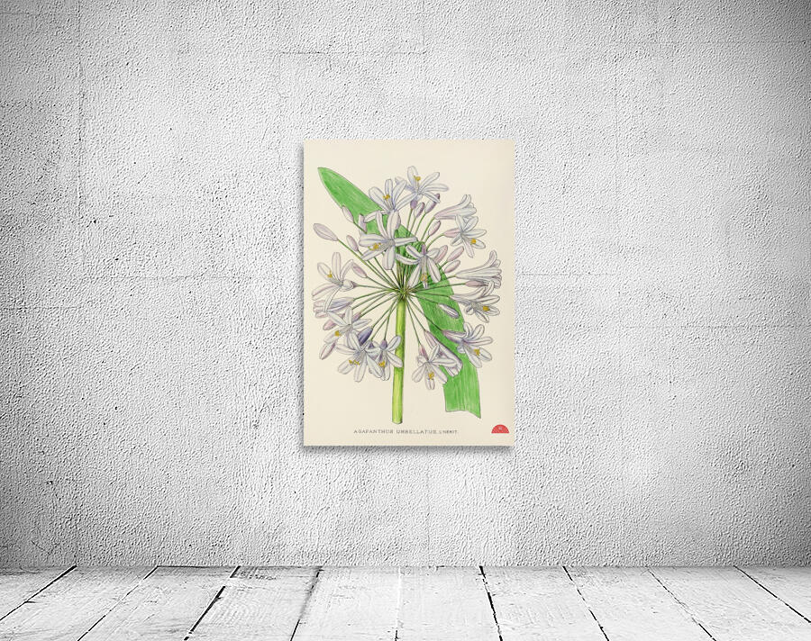 Agapanthus Umbellatus Wall Preview