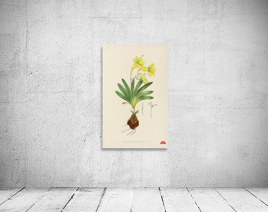 Freesia Refracta Wall Preview