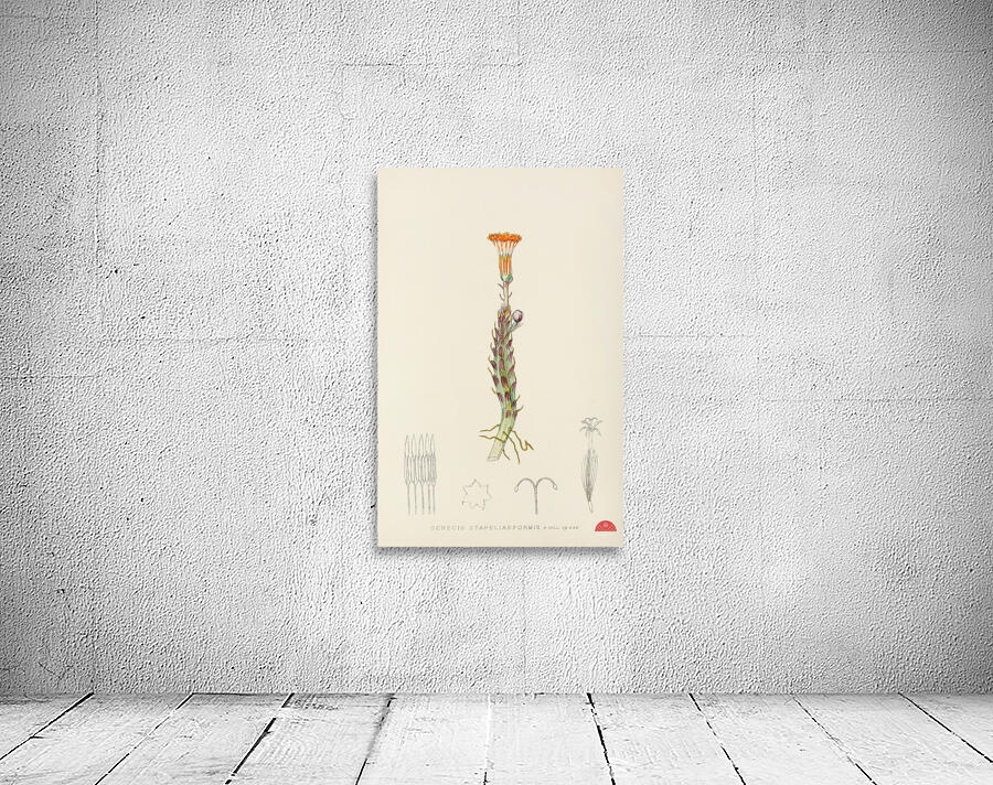 Senecio Stapeliaeformis Wall Preview