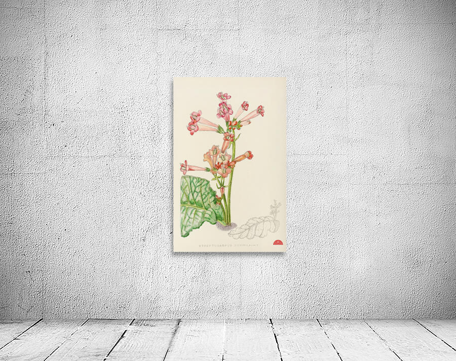 Streptocarpus Dunnii Wall Preview