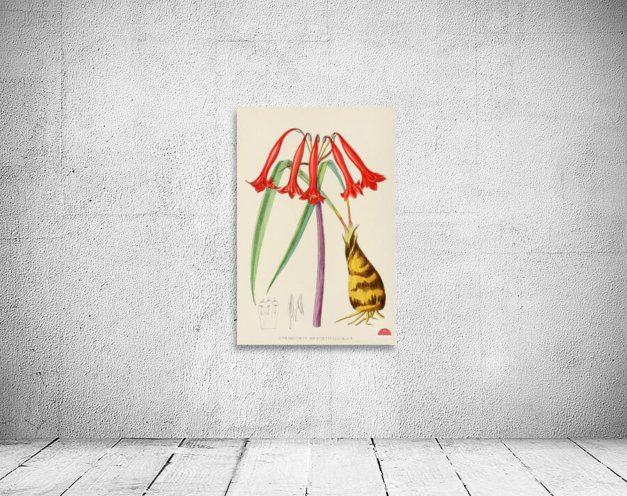 Cyrtanthus Augustifolius Wall Preview