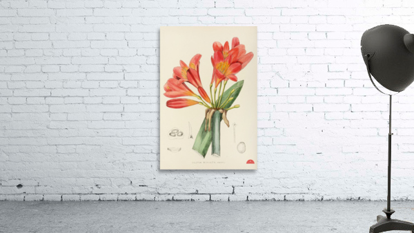 Clivia Miniata Wall Preview