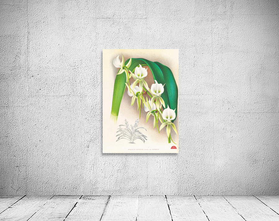 Angraecum eburneum var superbum Wall Preview