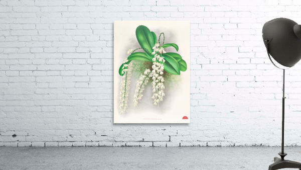 Angraecum citratum Wall Preview