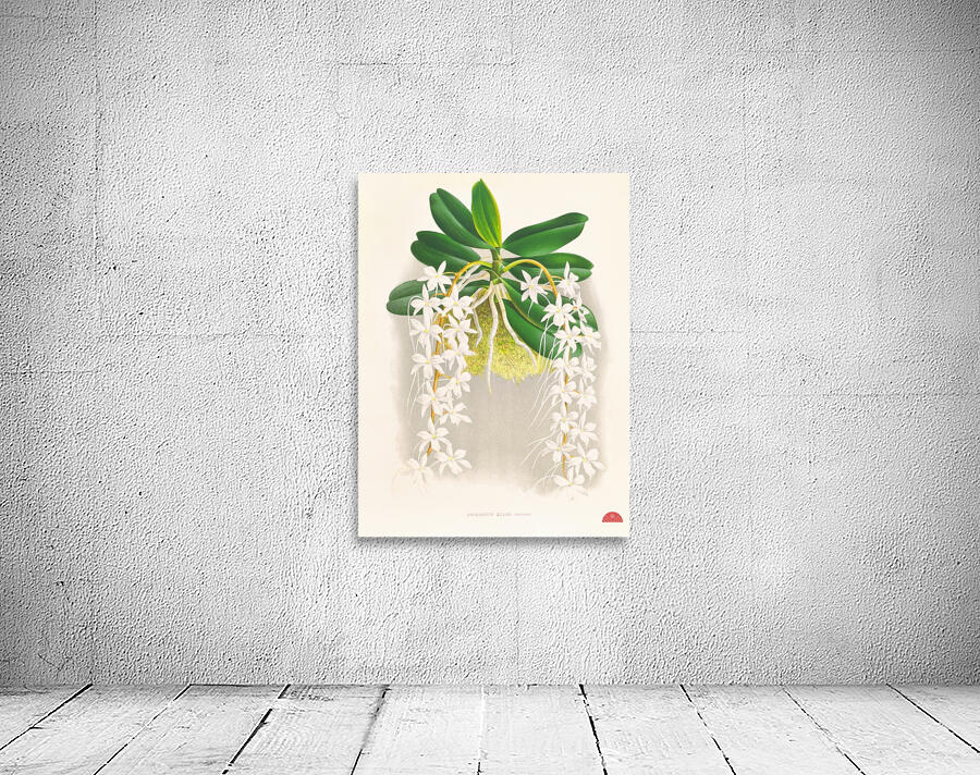 Angraecum ellisi  Wall Preview