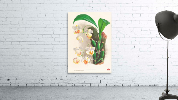 Aganisia tricolor Wall Preview