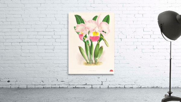 Cattleya Mendeli Wall Preview