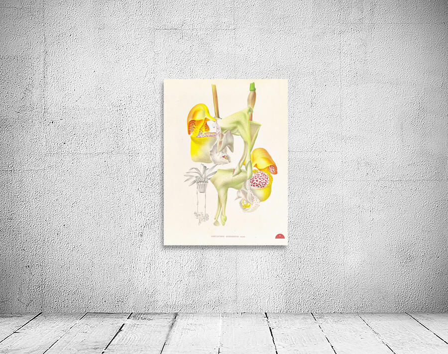 Coryanthes bungerothi  Wall Preview