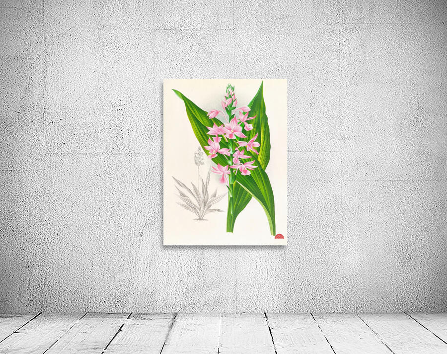 Calanthe Masuca  Wall Preview