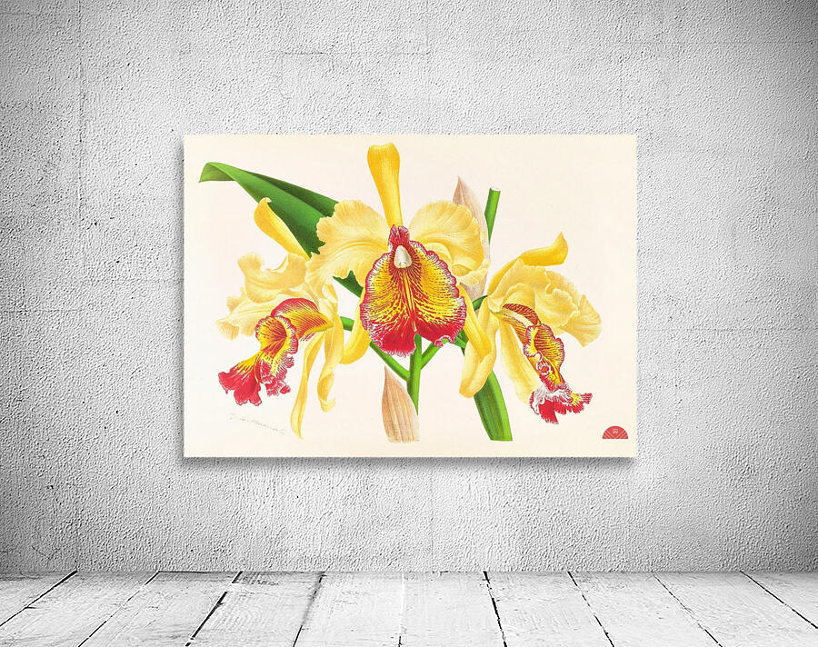 Cattleya Aurea Wall Preview