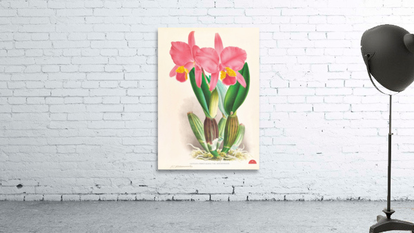 Cattleya percivaliana var reichenbach Wall Preview