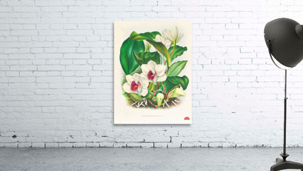 Bifrenaria harrisoniae  Wall Preview