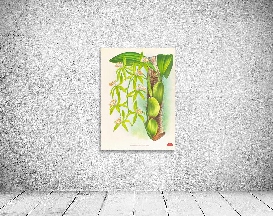 Coelogyne peltastes Wall Preview