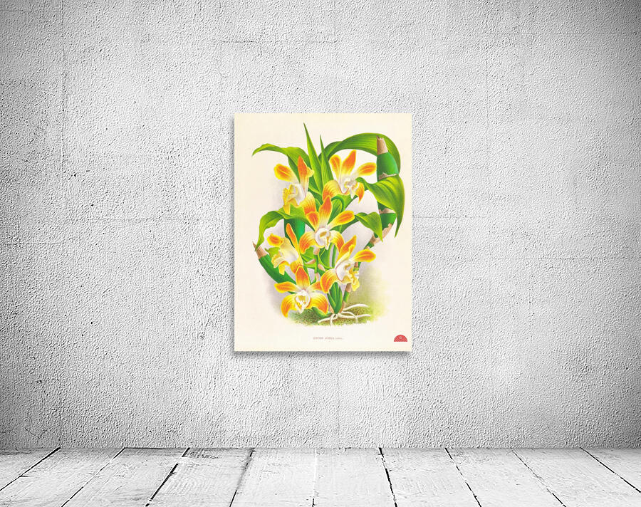 Chysis aurea Wall Preview