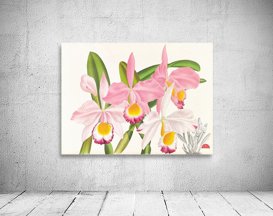 Cattleya eldorado Wall Preview